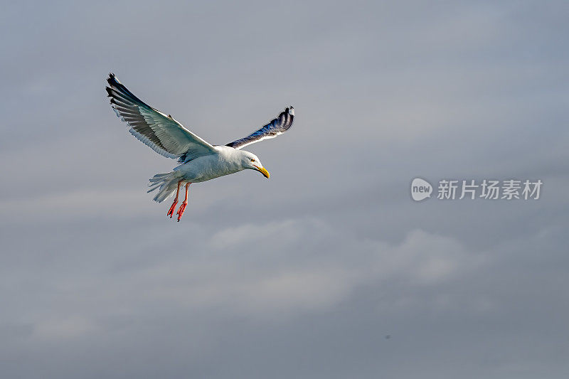 西鸥(Larus occidentalis)是一种大型白头鸥，生活在北美西海岸和太平洋上。圣伊格纳西奥泻湖，下加利福尼亚南部，墨西哥。站着。